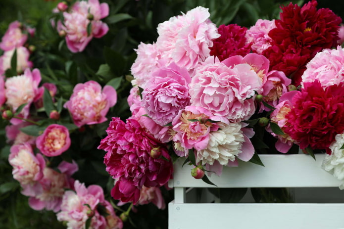 Peonie