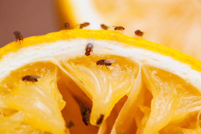 moscerini della frutta nei fiori da interno