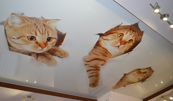 soffitto con gattini