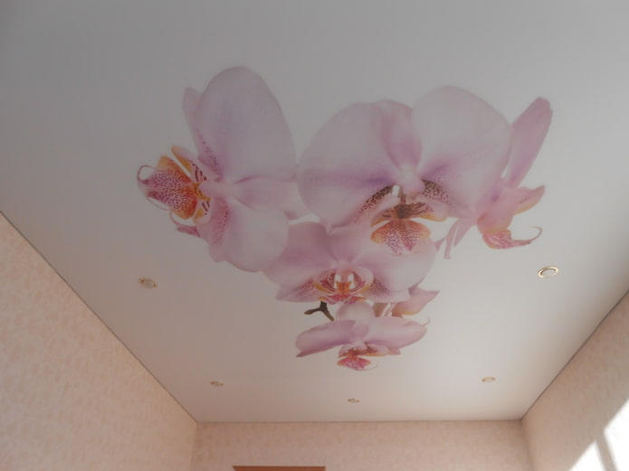 soffitto teso con immagine di orchidea