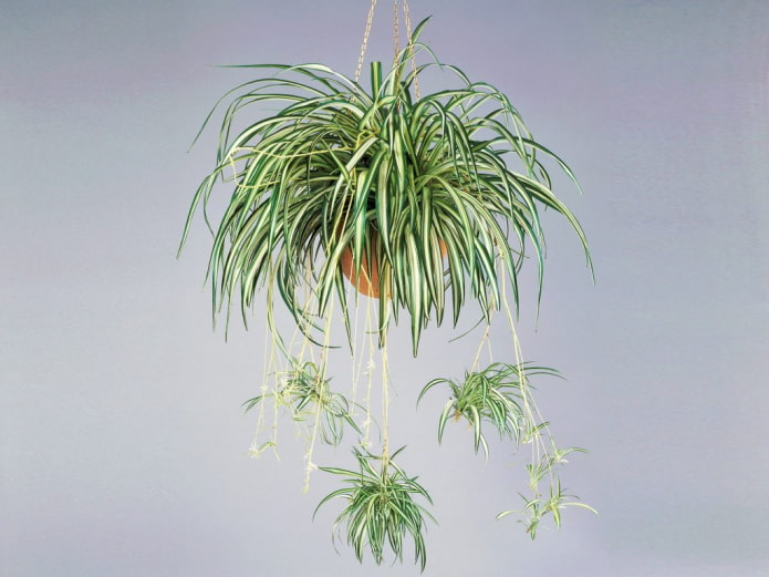 Chlorophytum in un vaso sospeso