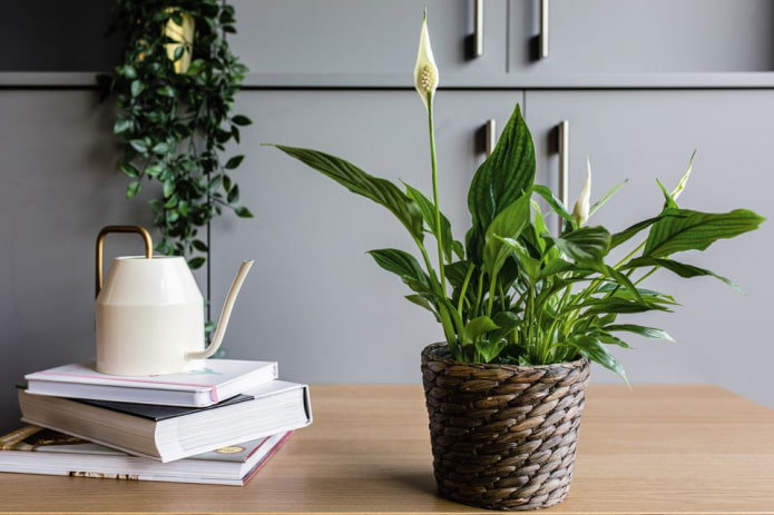 Spathiphyllum in un vaso di vimini
