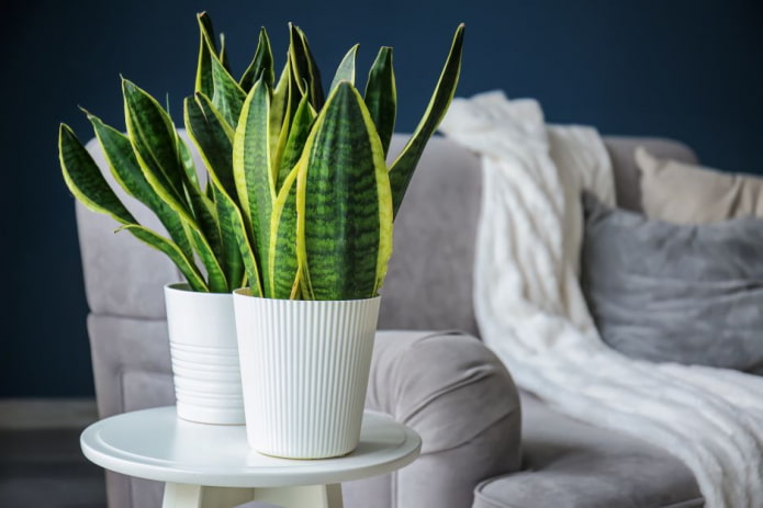 Fiore di Sansevieria