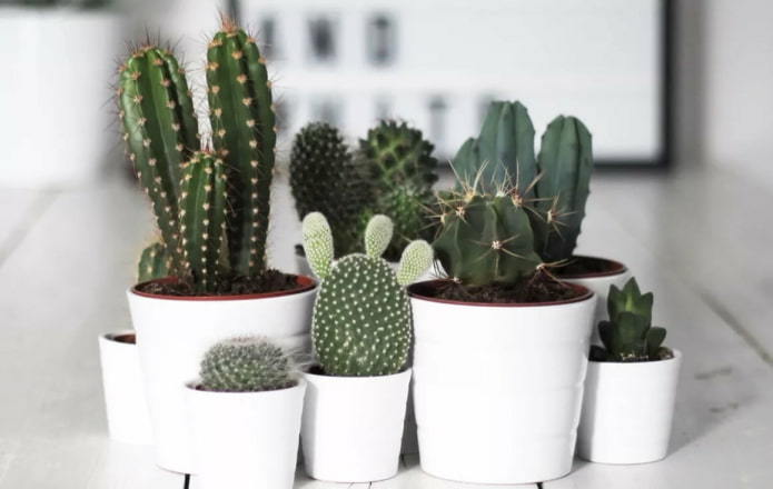 Cactus in vasi bianchi