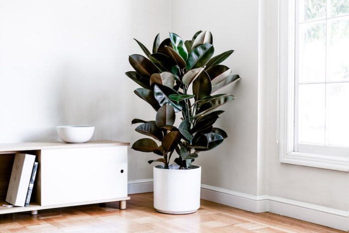 Ficus dalle foglie caucciù in un vaso bianco