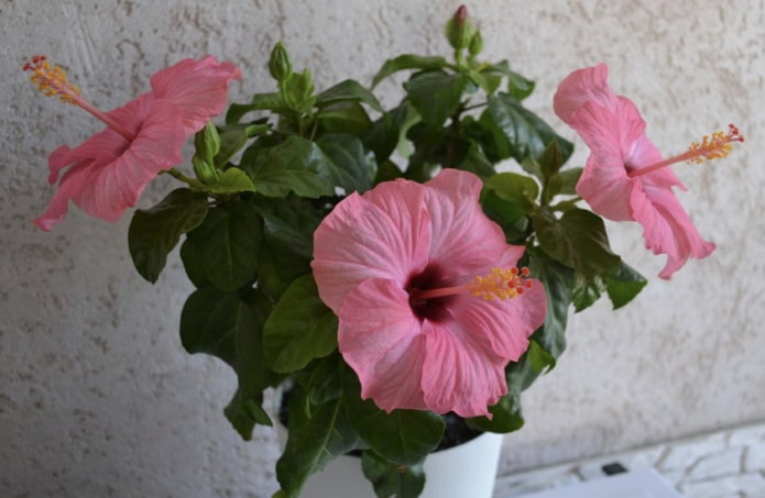 Ibisco rosa