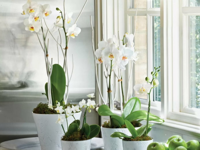 Phalaenopsis bianca in interno