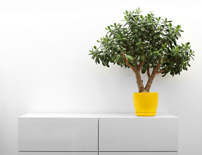 Albero dei soldi in vaso giallo