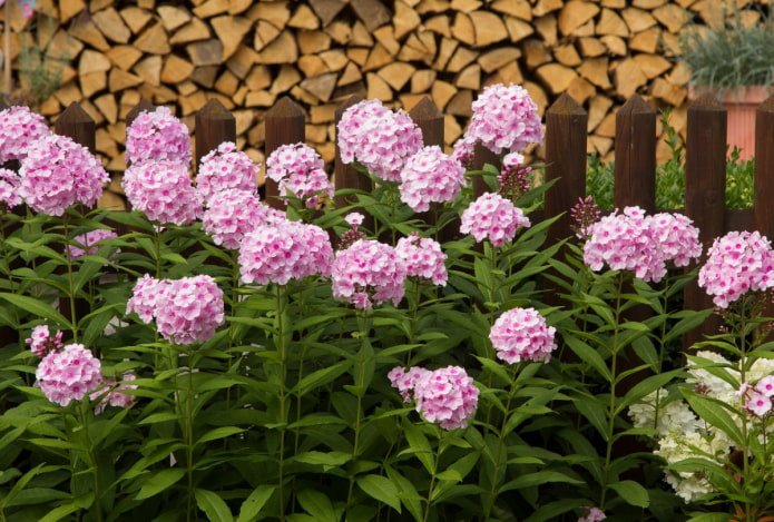 Phlox