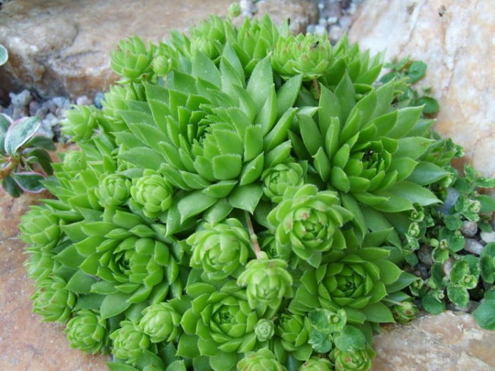 Rosa di pietra