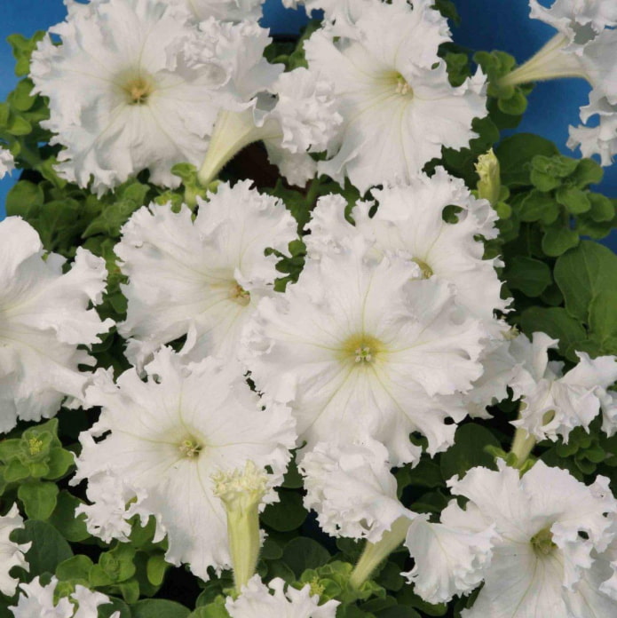 Petunia Afrodita