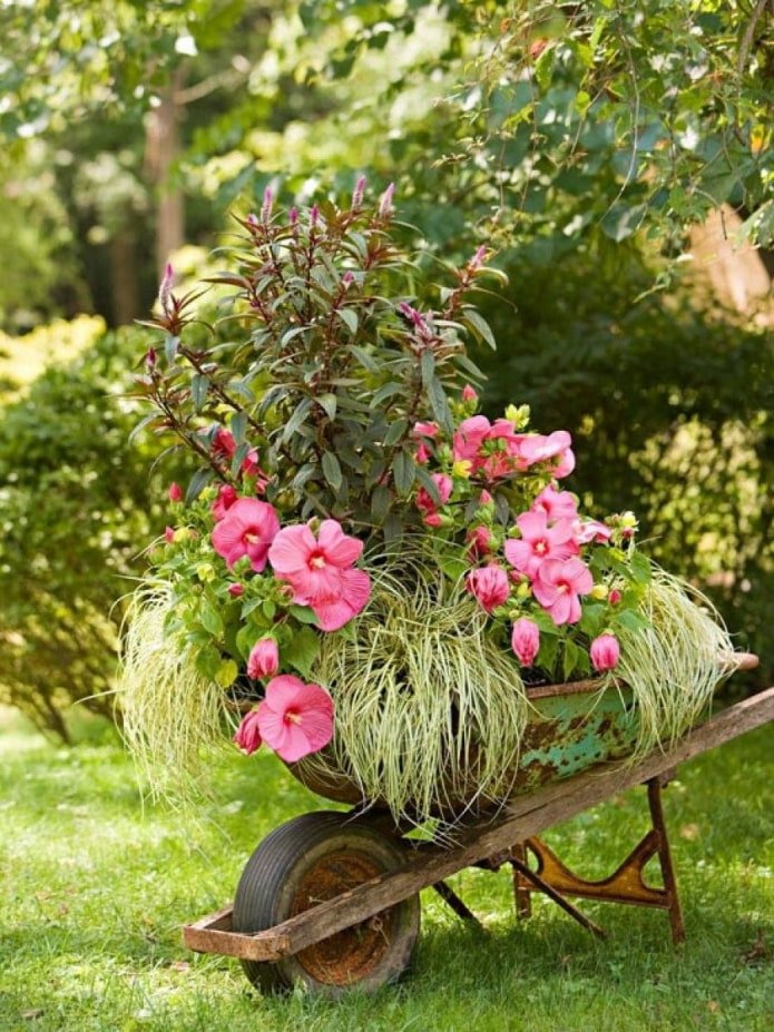 Fiori in una carriola