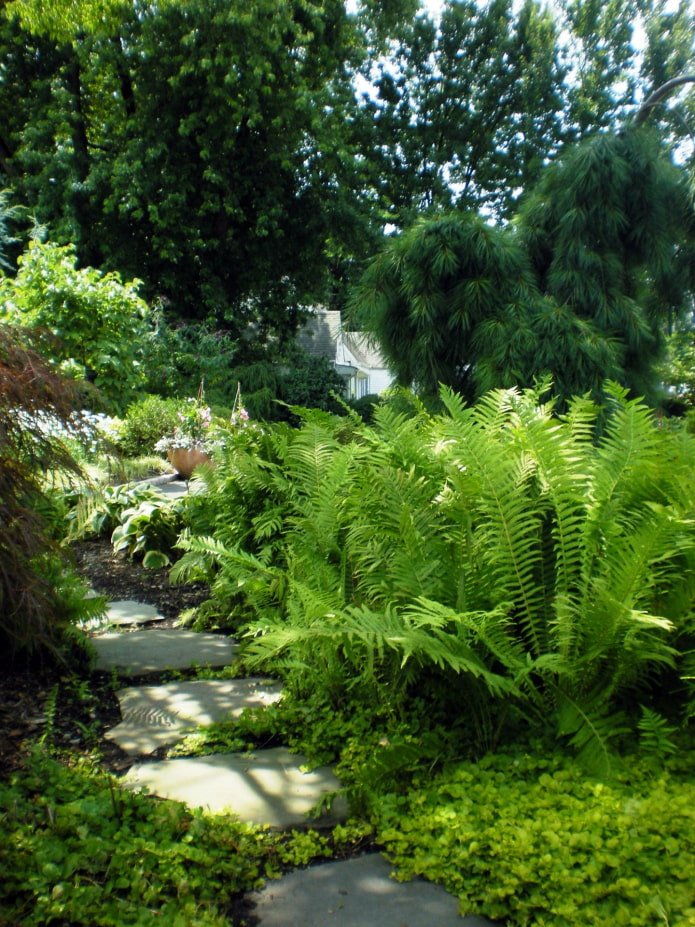 Una felce in giardino