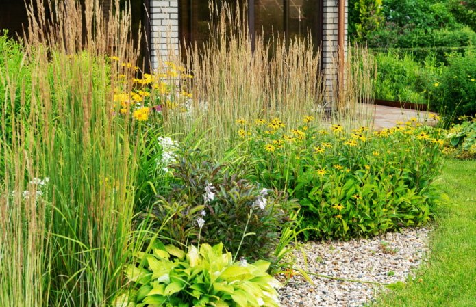 Giardino anteriore - prato con rudbeckia
