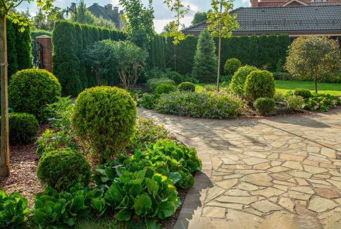 Siepe e giardino anteriore in conifere