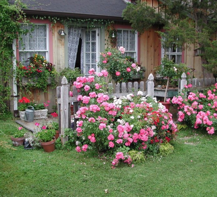 Rose nel giardino anteriore