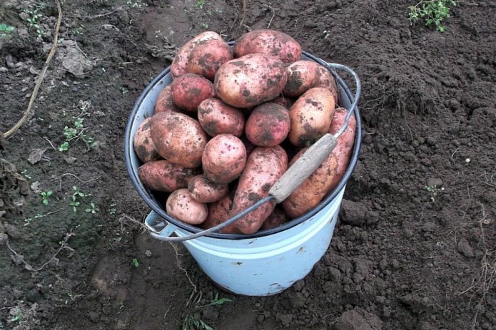 patate appena raccolte in un vecchio secchio smaltato
