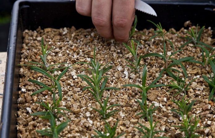 piantine in vermiculite