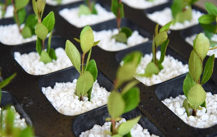 piantine in perlite