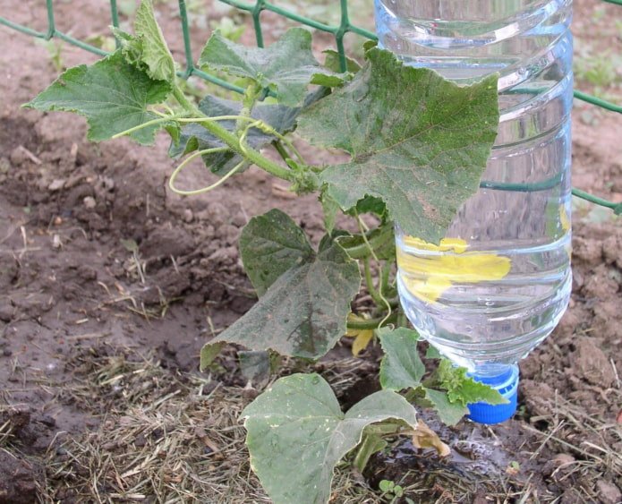 sistema di irrigazione a goccia