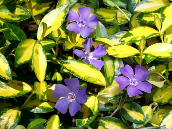 Pervinca blu e oro