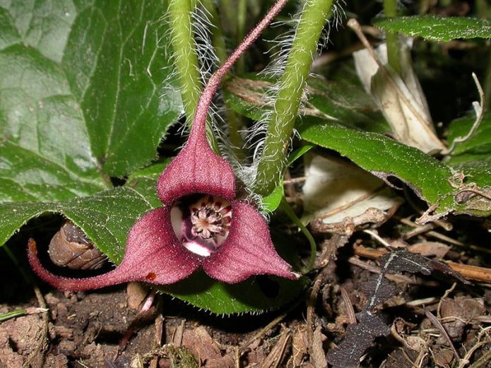 Fiore di Asarum europaeus
