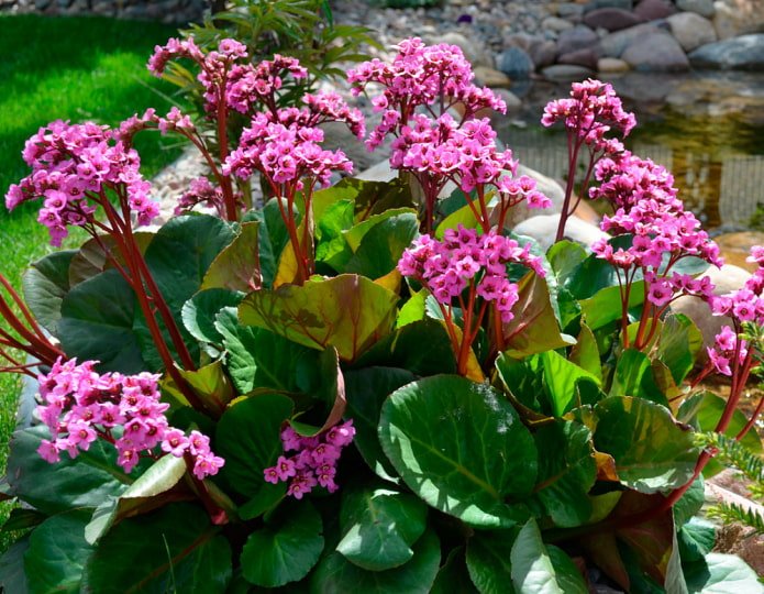 bergenia a foglie di cuore