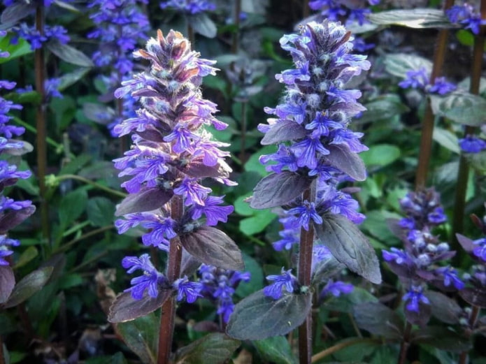 bugola strisciante