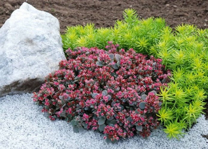 Sedum dei Carpazi