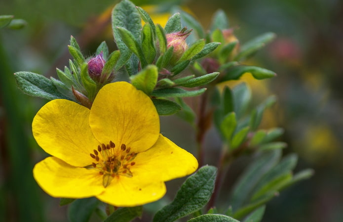 Cinquefoil siberiano