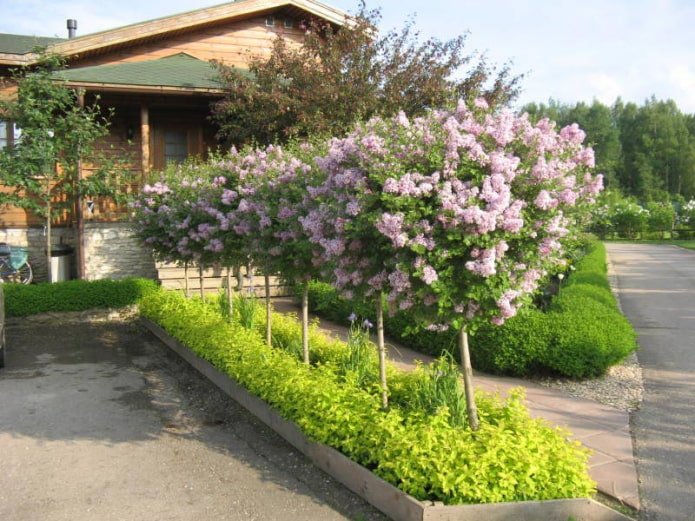 Lillà in un giardino anteriore