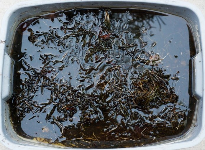 Fertilizzante liquido da aghi di pino
