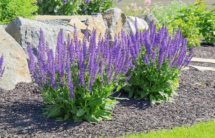 lavanda