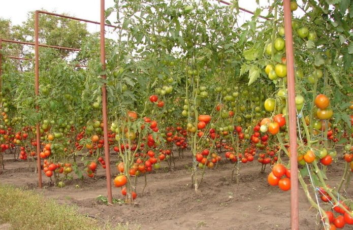 pomodori legati