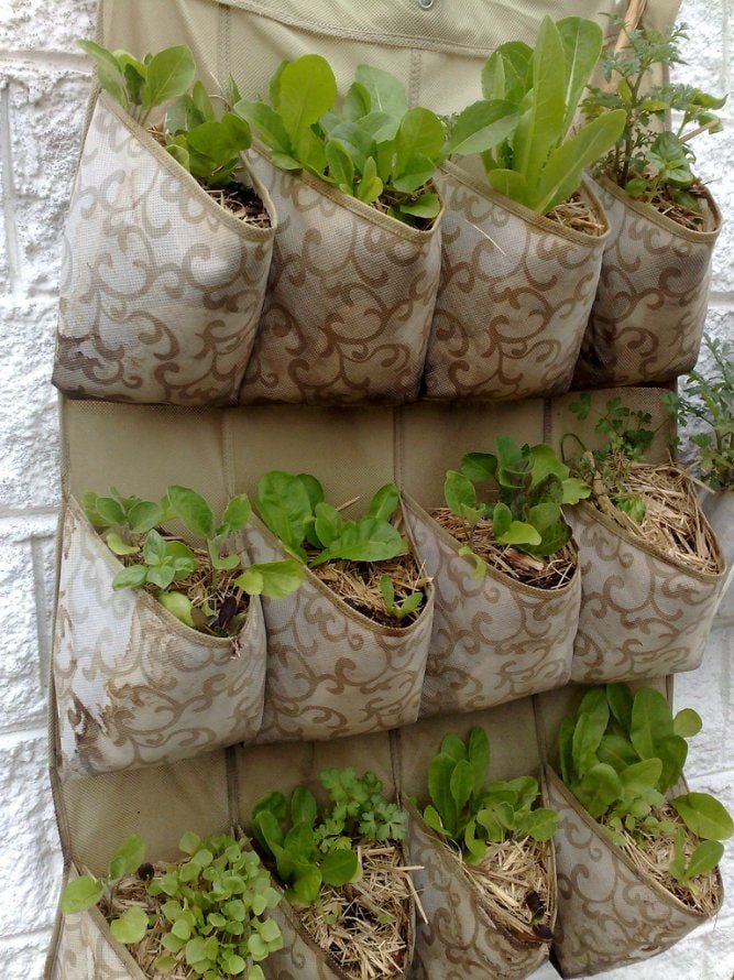 Organizzatore per piantine