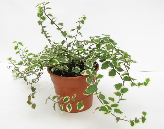 ficus strisciante