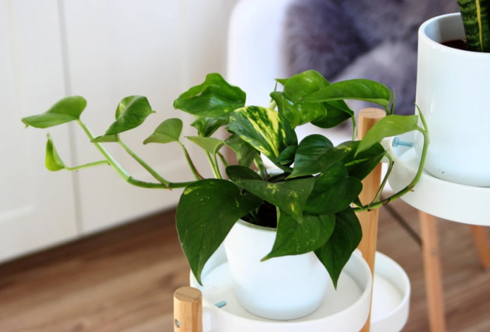 bright scindapsus