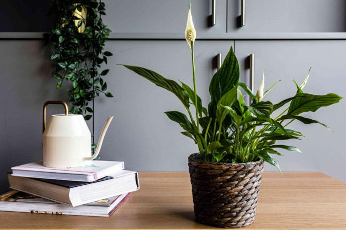 spathiphyllum in fiore