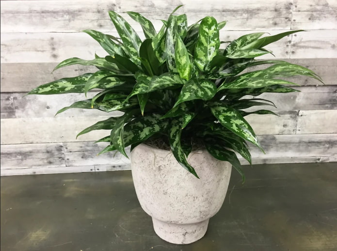 aglaonema variegato