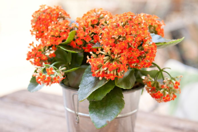 kalanchoe fiorita