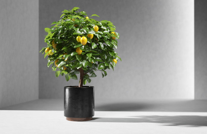 limone da interno