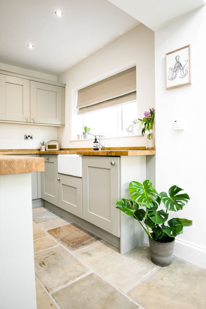 monstera in cucina