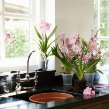 Quali piante si possono usare in cucina?-0