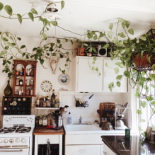Quali piante si possono usare in cucina?-3