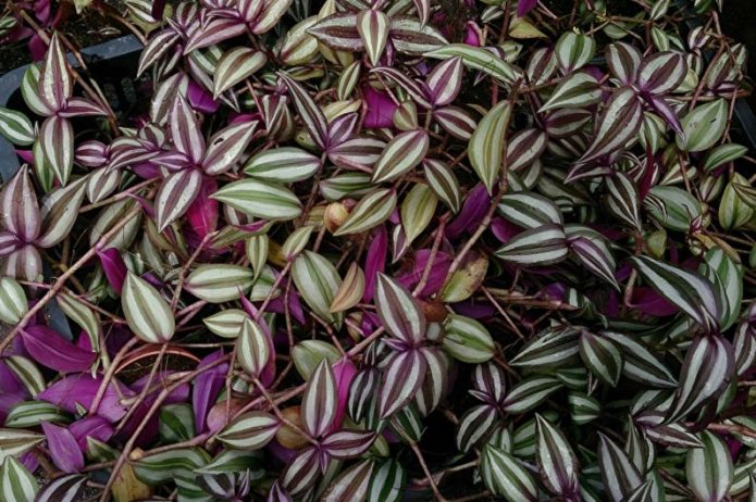 tradescantia brillante