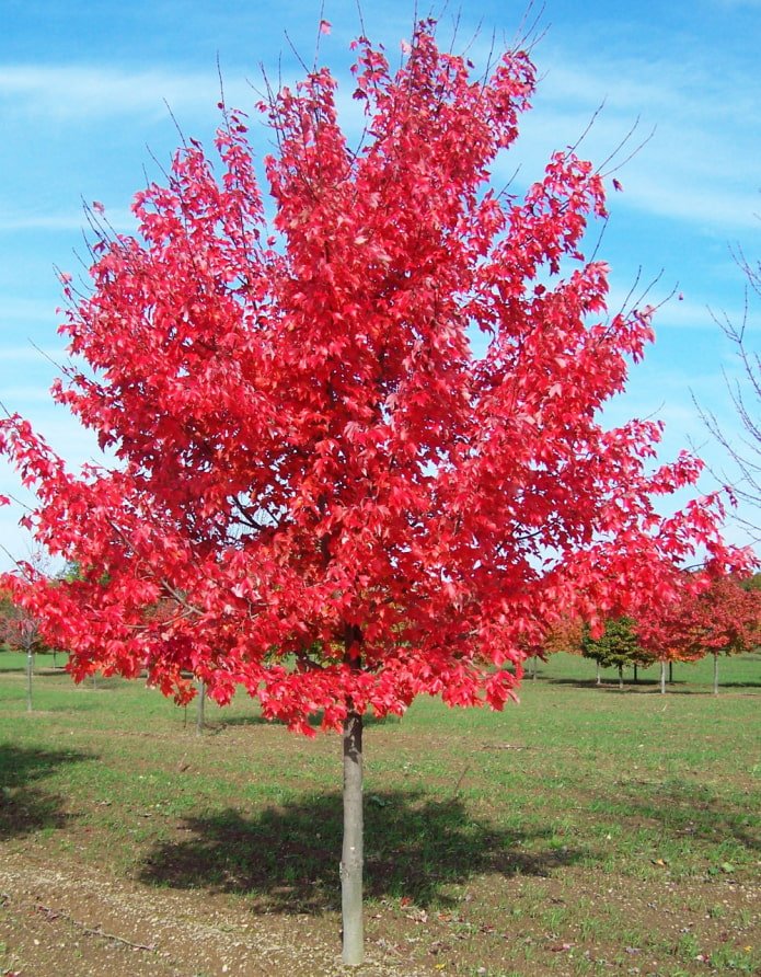 Acero rosso