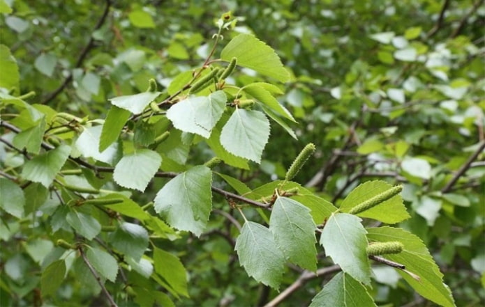 Betulla lanuginosa