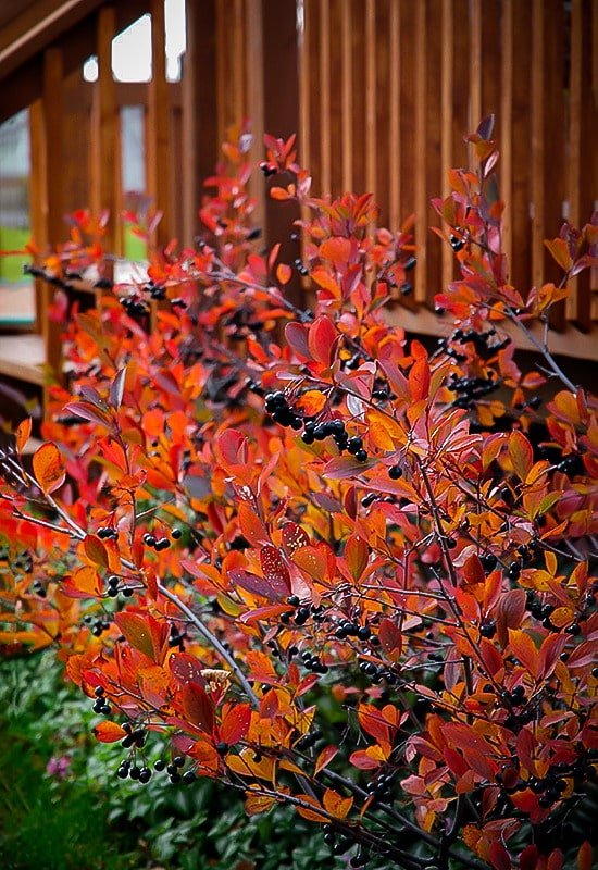 Aronia nera in autunno