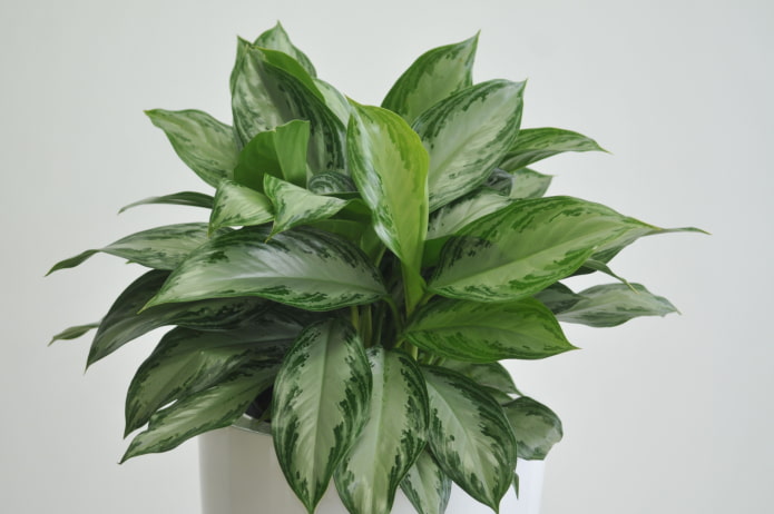 cura dell'aglaonema