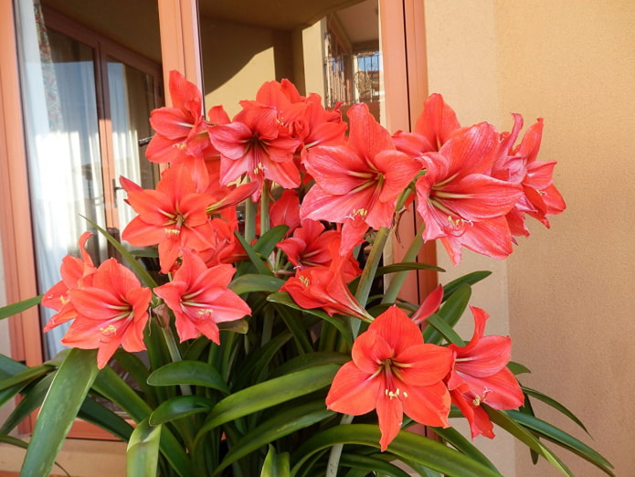 come fiorisce l'amarillide